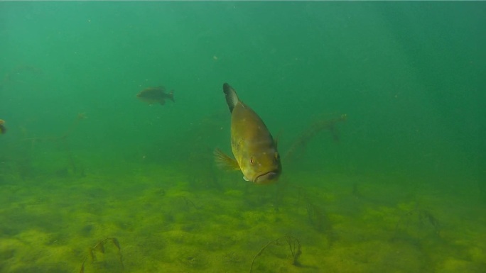 两只黑鲈鱼在清澈的水中观察镜头