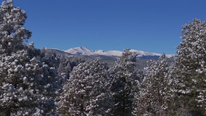 圣诞节第一场雪常青前Range丹佛山蓝天埃文斯航拍电影无人机清脆寒冷的早晨美丽的蓝天霜松树向上运动