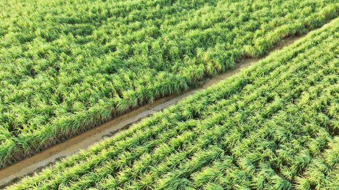 广西甘蔗种植基地