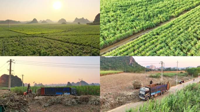 广西甘蔗种植基地