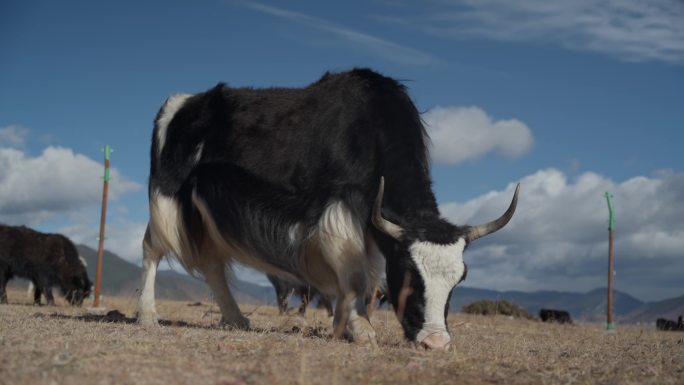 4K30帧石卡雪山下的草甸上牦牛在吃草