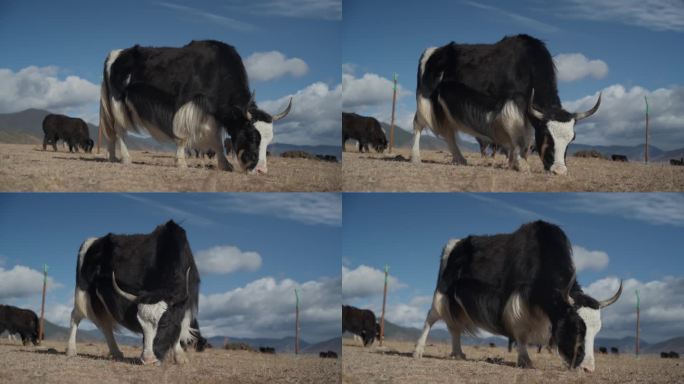 4K30帧石卡雪山下的草甸上牦牛在吃草