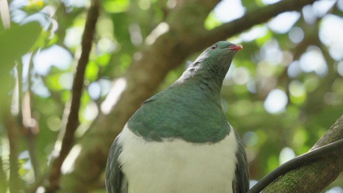 新西兰惠灵顿北海岸附近的森林里的本地木鸽Kereru。近距离