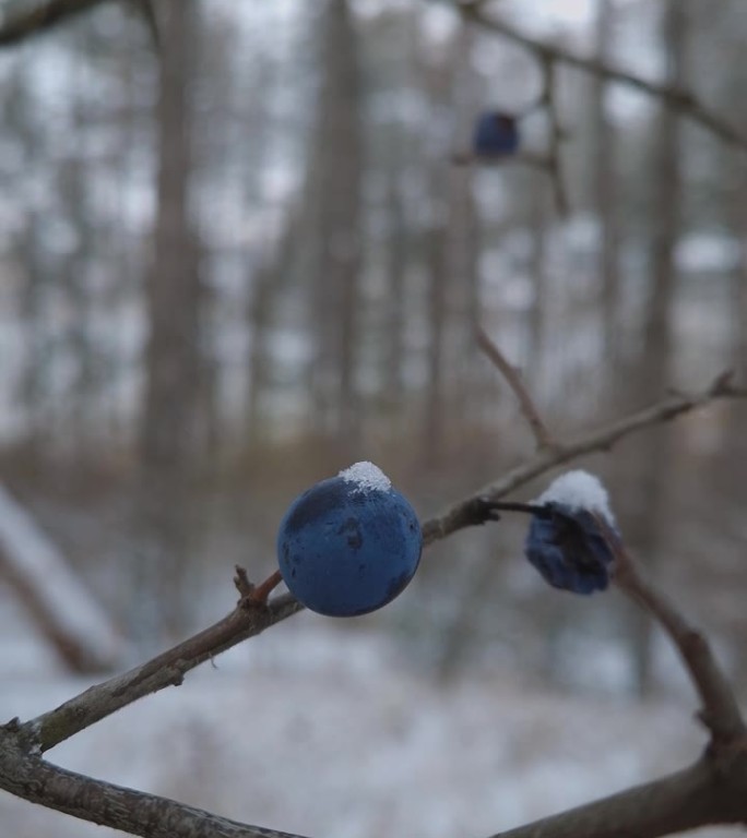 黑刺李的野莓枝上覆盖着白雪。冬季森林中的小李子果实