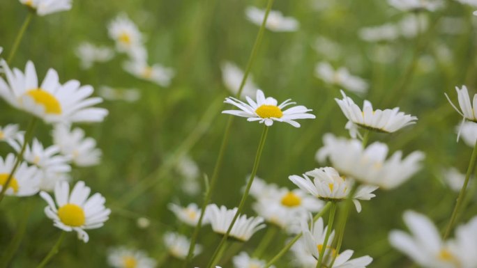 白色雏菊在风中摇曳。白色盛开的洋甘菊花夏季田野草地特写。野花在大自然的春天。环境保护，生态。美丽的蜡