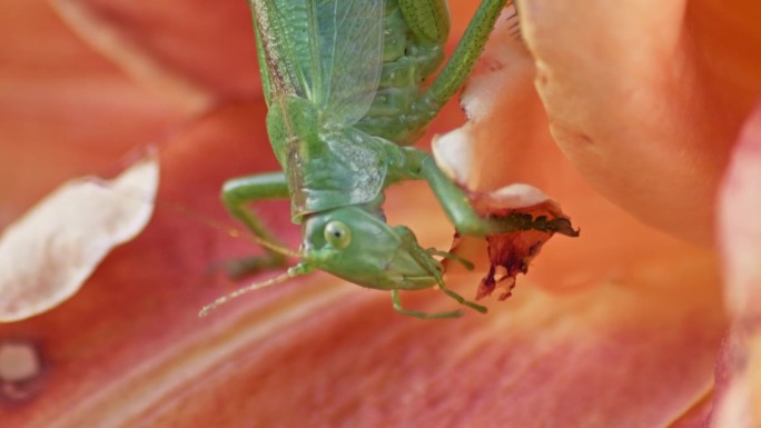 一个特写镜头，一只绿色的大蚱蜢正在吃一朵橙色的花。静态侧视图。