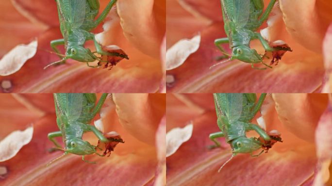 一个特写镜头，一只绿色的大蚱蜢正在吃一朵橙色的花。静态侧视图。