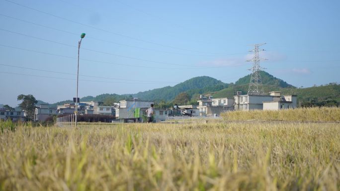 乡村稻田跑步锻炼电塔路灯