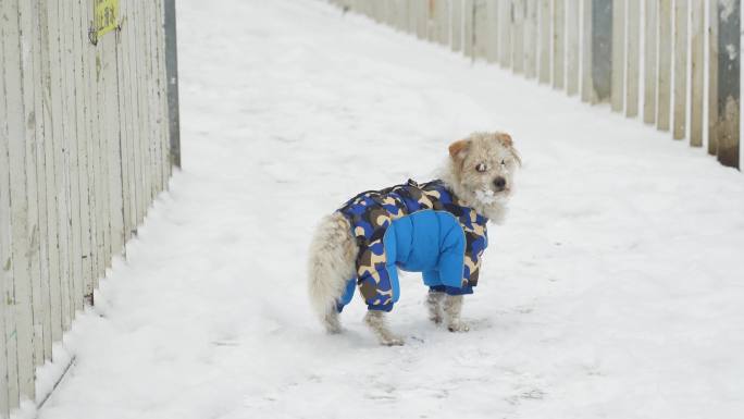 雪中小区遛狗