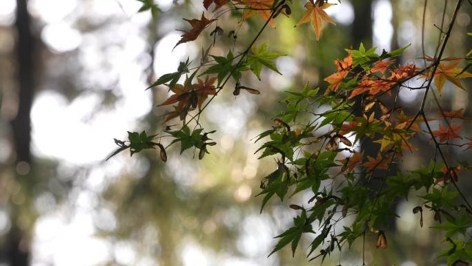 秋日阳光树林树叶红叶黄叶枫叶宁静实拍