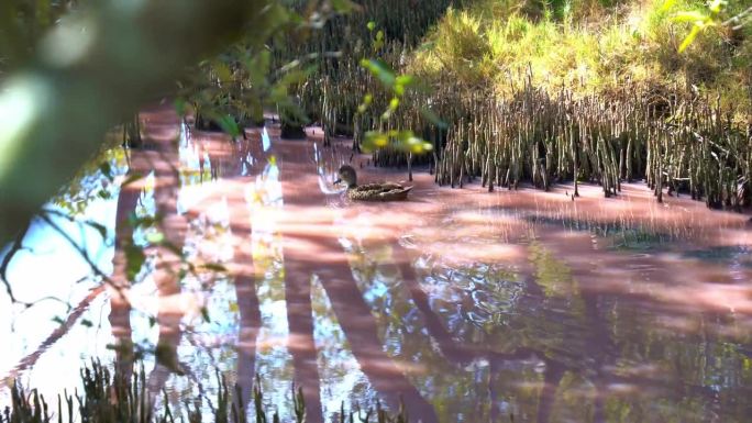 在高盐度的粉红红树湿地，一只浅水鸭在水面上划水，觅食水生无脊椎动物，在旱季蓝绿藻繁盛。