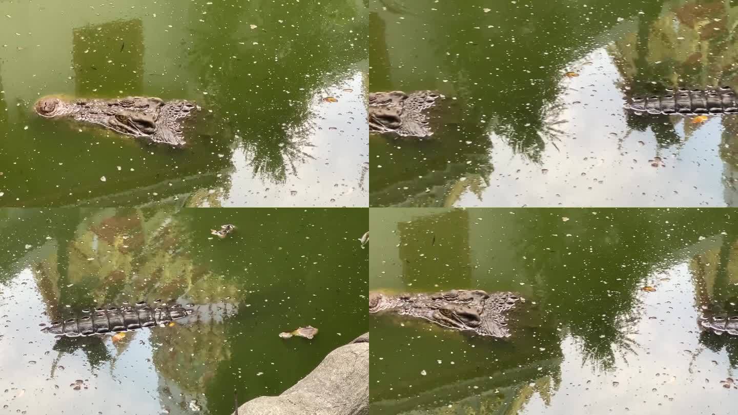 鳄鱼躲在水里