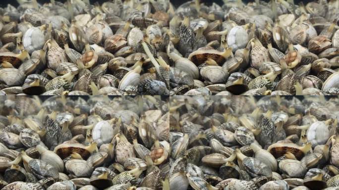 海货花甲海鲜美食蛤蜊花蛤
