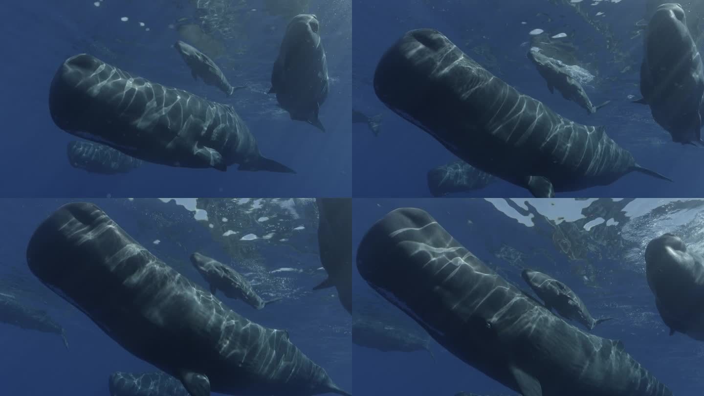 两只成年抹香鲸在保护一只幼鲸