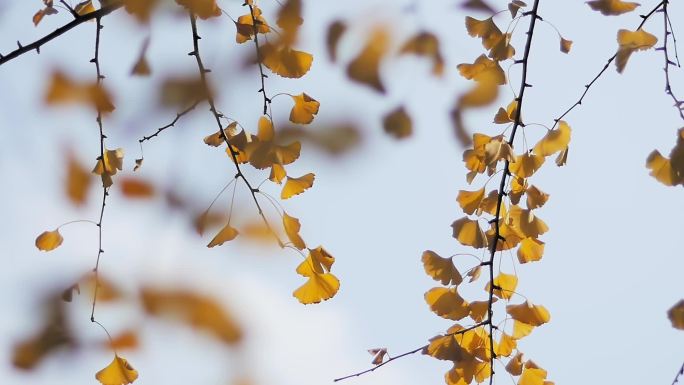 秋天的风景银杏树黄叶001