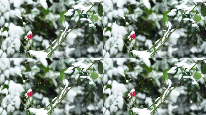 冬天大雪纷飞风雪中的玫瑰花花蕾