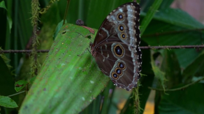 在哥斯达黎加的蓝色形态蝴蝶和橙色和黑色蝴蝶的特写镜头