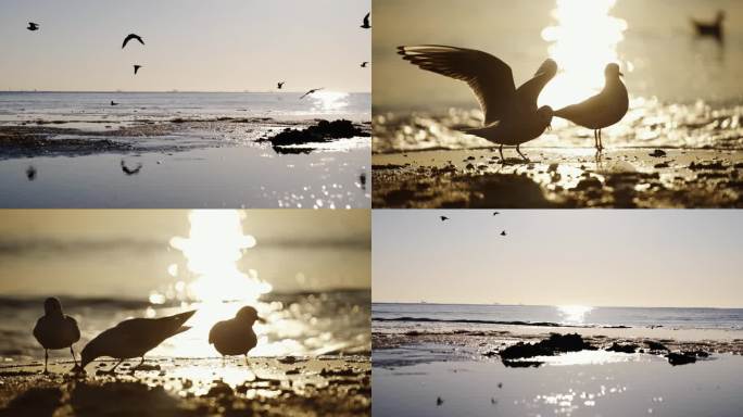 日出海鸥多镜头实拍升格