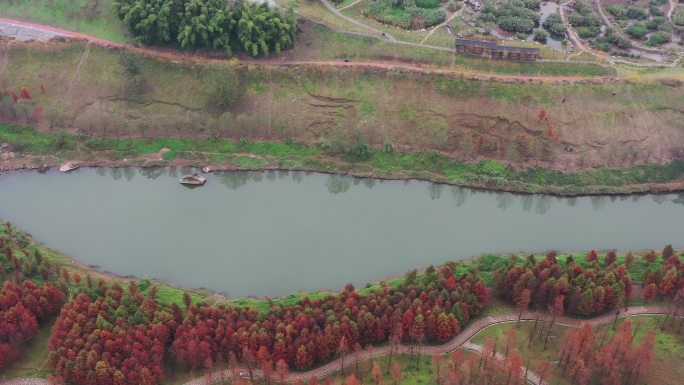 航拍重庆北碚水土竹溪河公园落雨杉森林风光