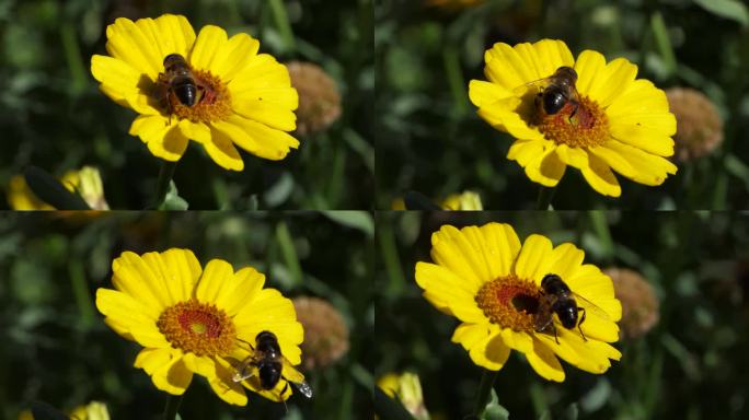蜜蜂和食蚜蝇在玉米上，在一个阳光明媚的夏日花园的万寿菊上