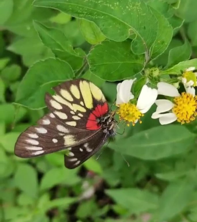 蝴蝶与花