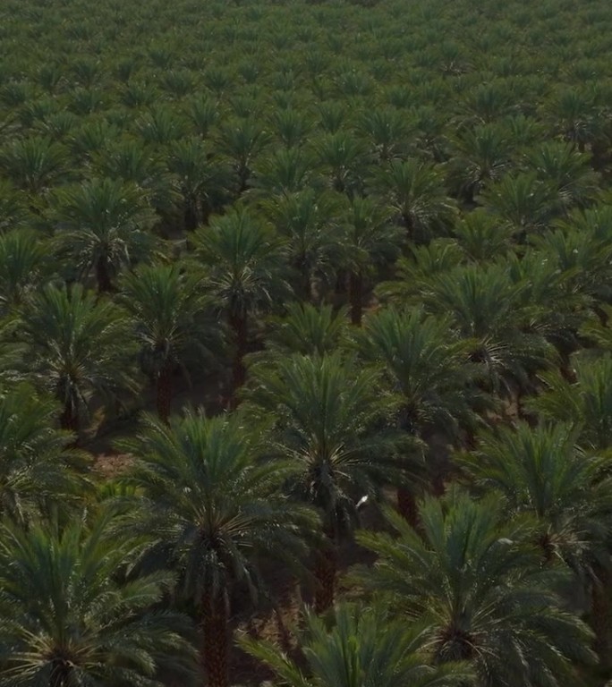 天线。沙漠中的枣椰树种植园。油棕种植园的鸟瞰图。