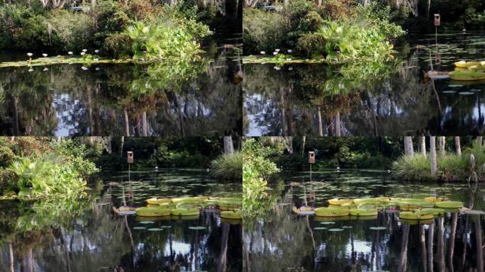 巨大的睡莲叶片在泻湖中缓慢移动。漂过池塘