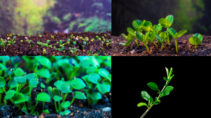 春天种子发芽生长 植物生长 中药材生长