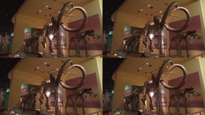 陕西西安自然博物馆猛犸象化石