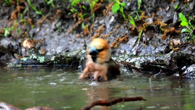 在洗澡的山雀鸟，椰喉鸟