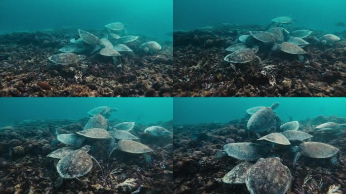 体验雄伟的海龟在海洋深处优雅地享用充满活力的珊瑚的迷人景象。