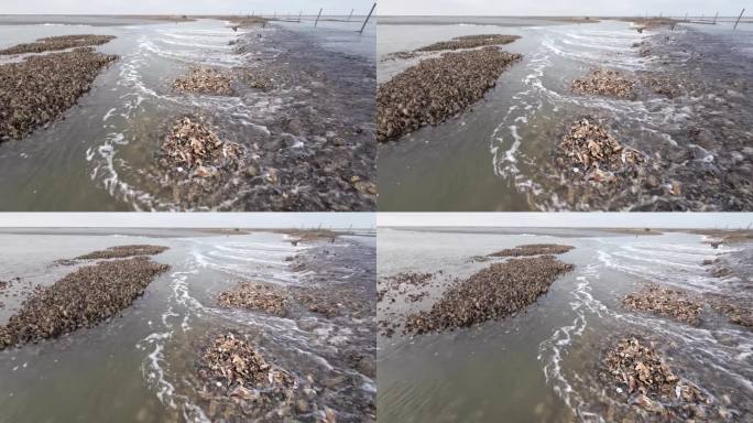 北海瓦登海的野生牡蛎床