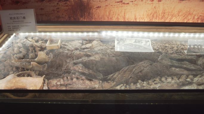 陕西西安自然博物馆远古动物化石