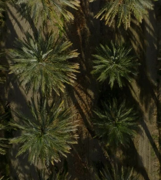 天线。沙漠中的枣椰树种植园。油棕种植园的鸟瞰图。