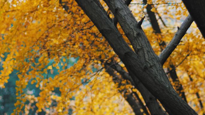 秋天的风景银杏树黄叶