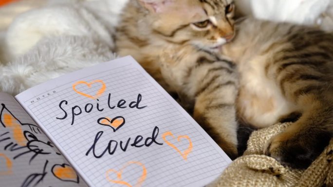 把爱写在纸上、记事本上。非常可爱的小猫在床上放松。恶作剧虎斑猫。有趣的宠物。