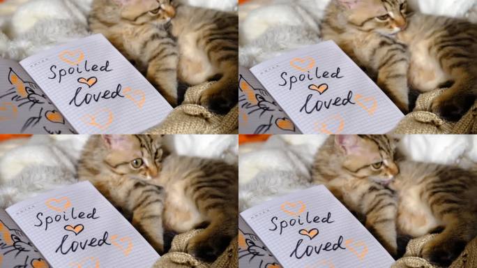 把爱写在纸上、记事本上。非常可爱的小猫在床上放松。恶作剧虎斑猫。有趣的宠物。
