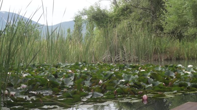 睡莲在芦苇环绕的池塘里盛开，全景从左到右在水面上