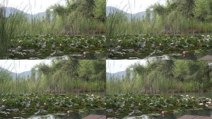 睡莲在芦苇环绕的池塘里盛开，全景从左到右在水面上