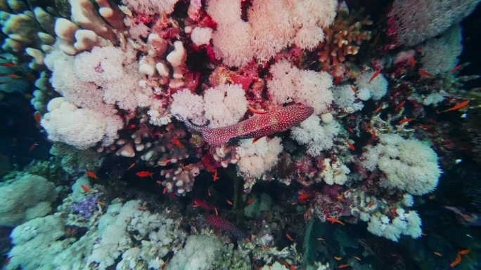 水下珊瑚在珊瑚礁上白化，一只白口海鳗