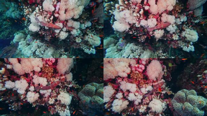 水下珊瑚在珊瑚礁上白化，一只白口海鳗