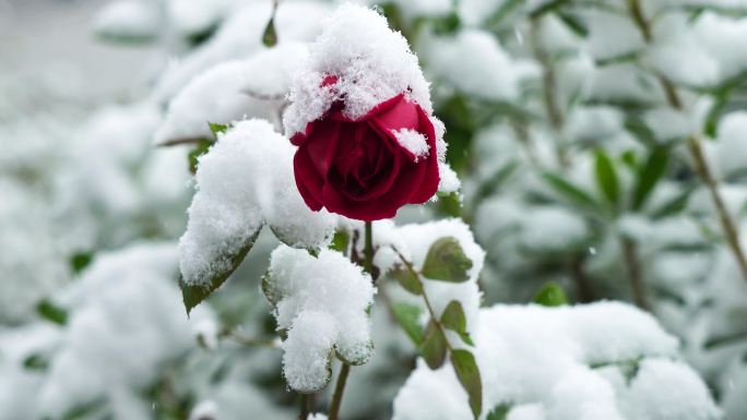 冬天风雪中花瓣上积雪的玫瑰花特写
