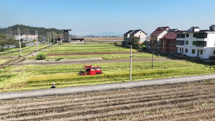 杭州市富阳区新桐乡稻谷熟了 机械收割