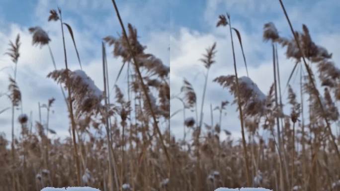 干枯的芦苇被雪覆盖，在风中摇曳。野生寒草在冬季播种种子