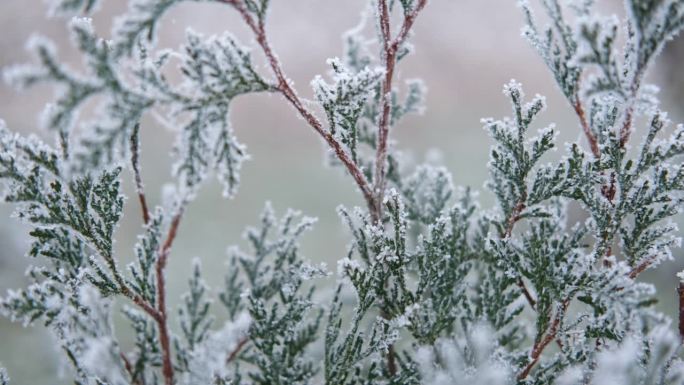 结霜的柏树树枝美丽的冬天背景。特写微距。圣诞节的时间。雪杜松背景。冰封森林特写。冬天的本性。高质量的