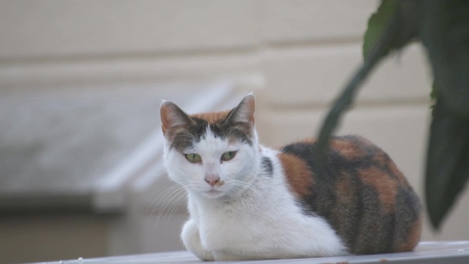 被噪音惊醒的流浪猫的表情