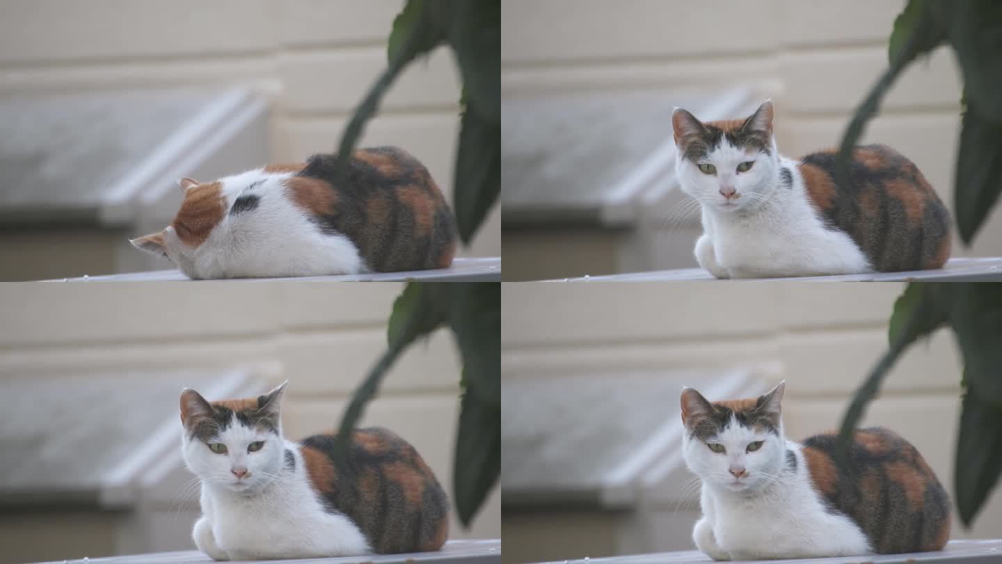 被噪音惊醒的流浪猫的表情