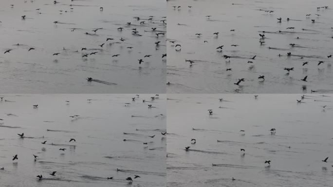 深圳生态深圳湾候鸟鸬鹚航拍