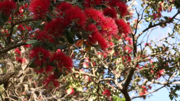 新西兰的圣诞树，Pohutukawa