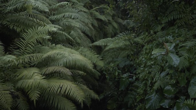 丛林中蕨类植物的细节